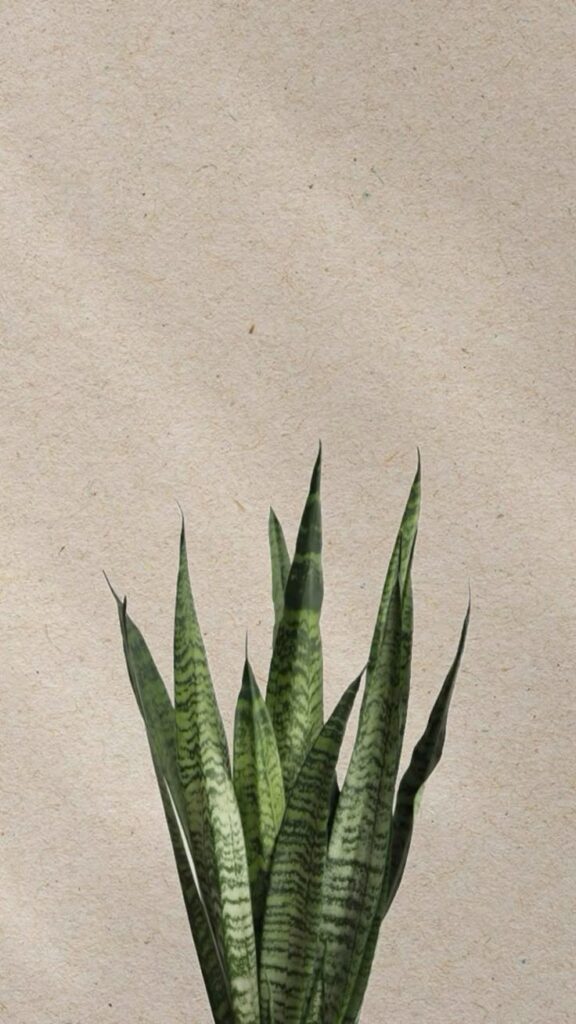 Planta Espada de São Jorge #descubra