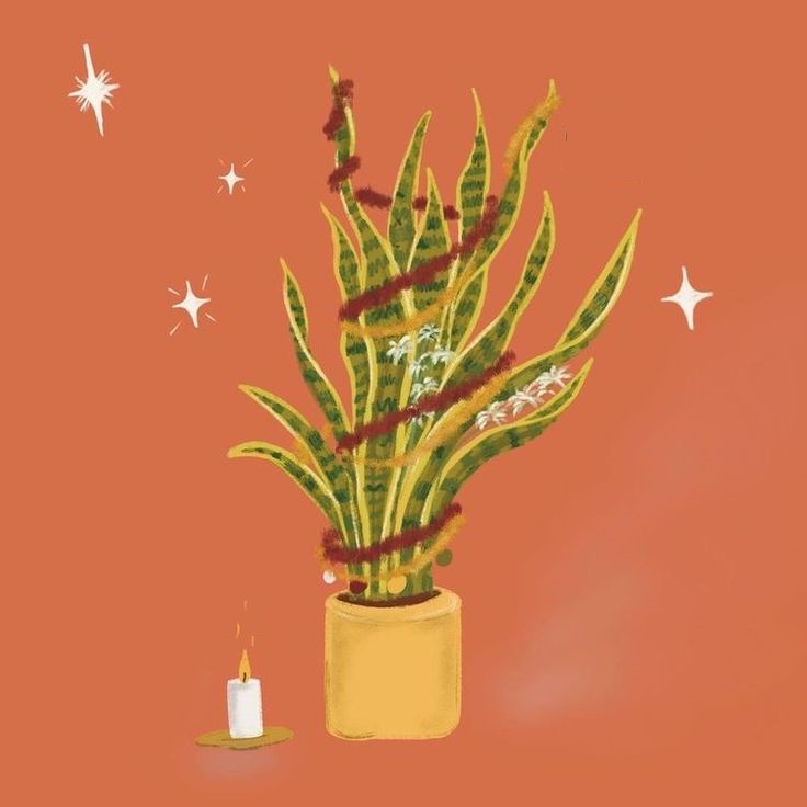 Planta Espada de São Jorge #descubra