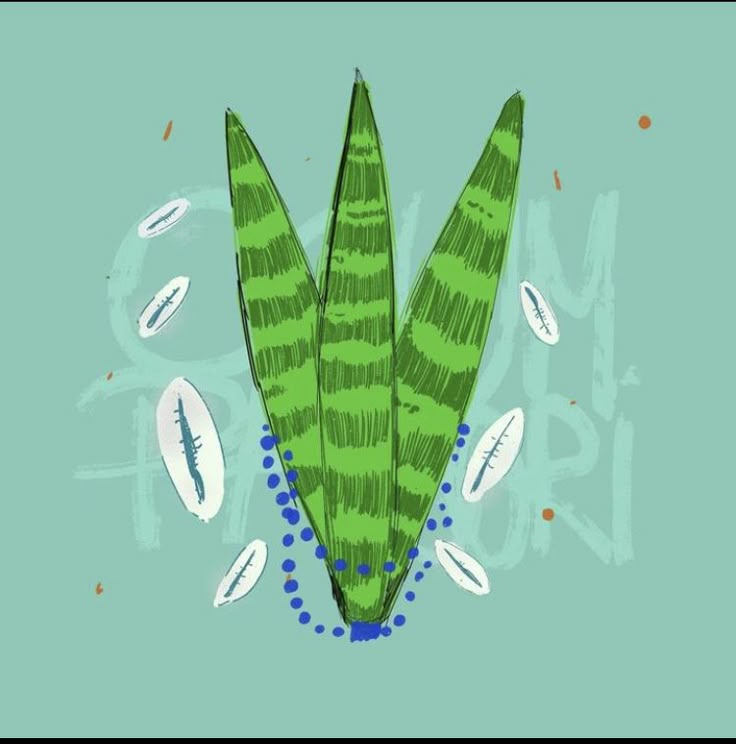 Planta Espada de São Jorge #descubra