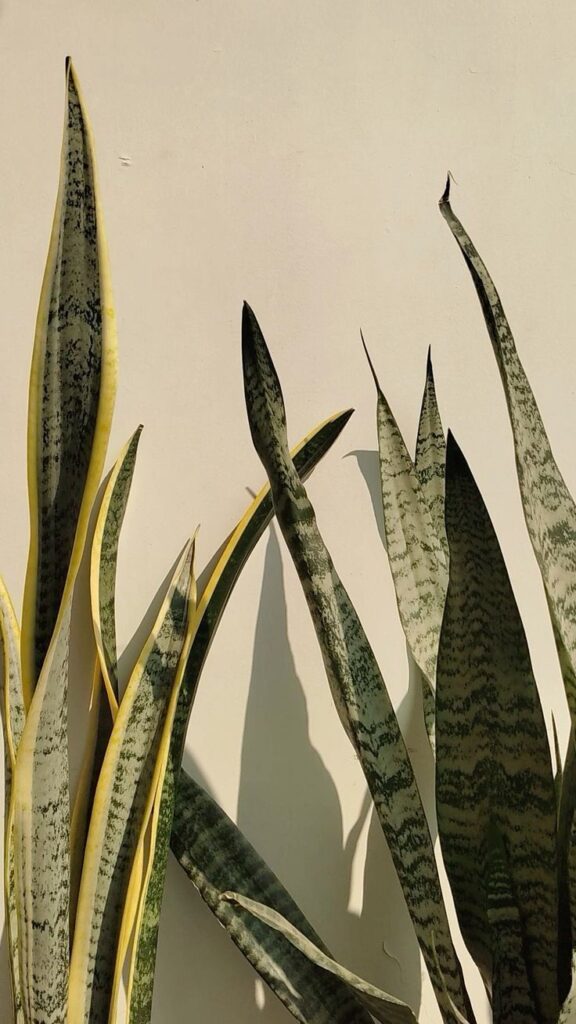 Planta Espada de São Jorge #descubra