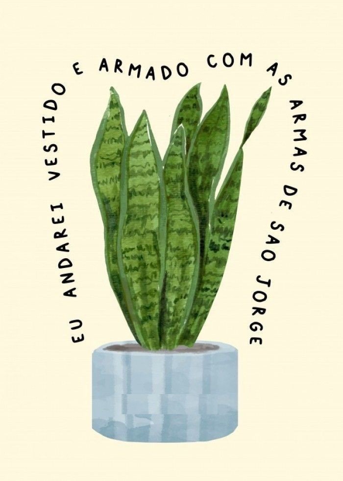 Planta Espada de São Jorge #descubra