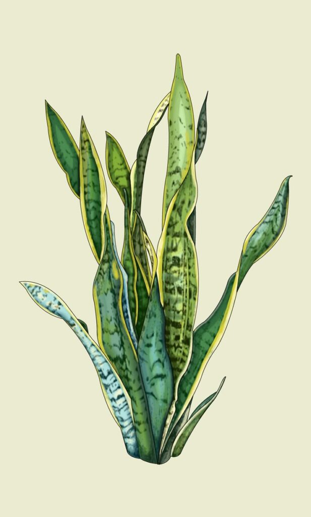 Planta Espada de São Jorge #descubra