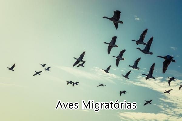 Descubra quando é o Dia Mundial das Aves Migratórias