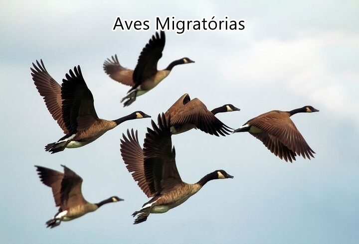 Descubra quando é o Dia Mundial das Aves Migratórias