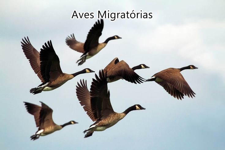 Descubra quando é o Dia Mundial das Aves Migratórias