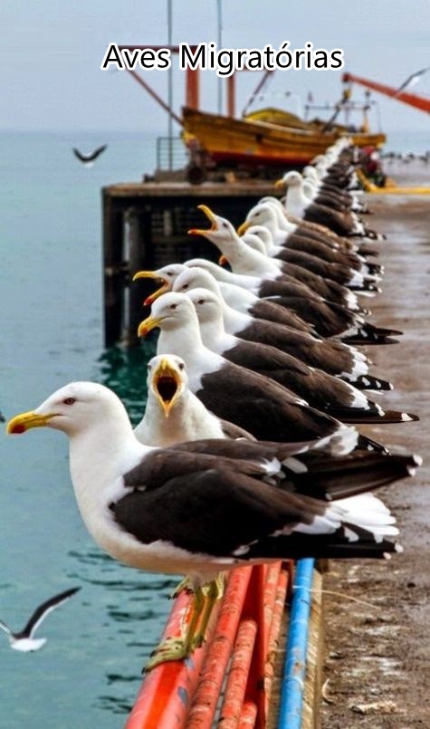 Descubra quando é o Dia Mundial das Aves Migratórias