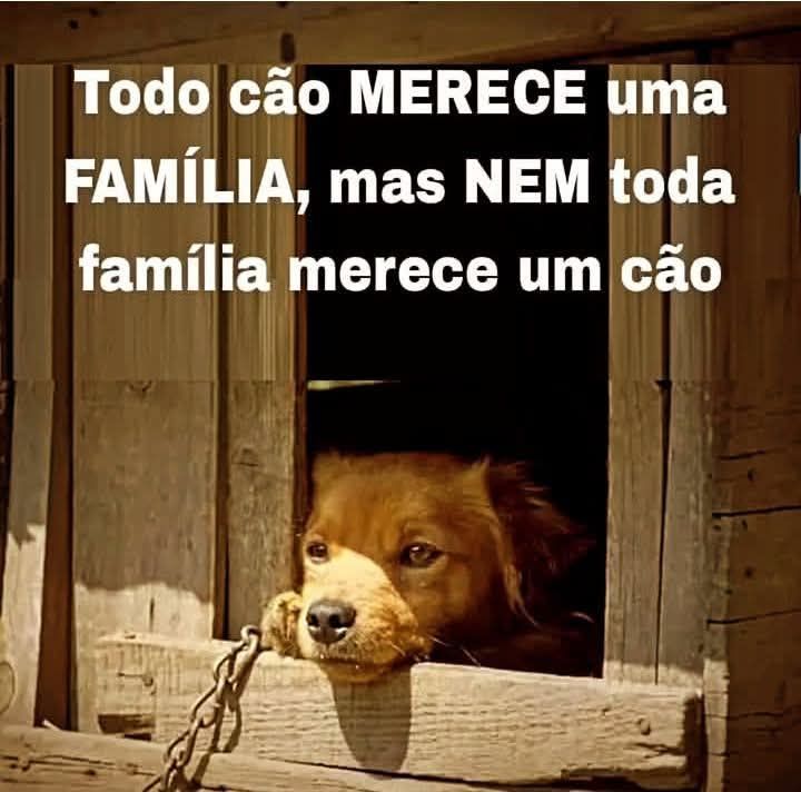 Homenagem a todos os cachorrinhos que já partiram