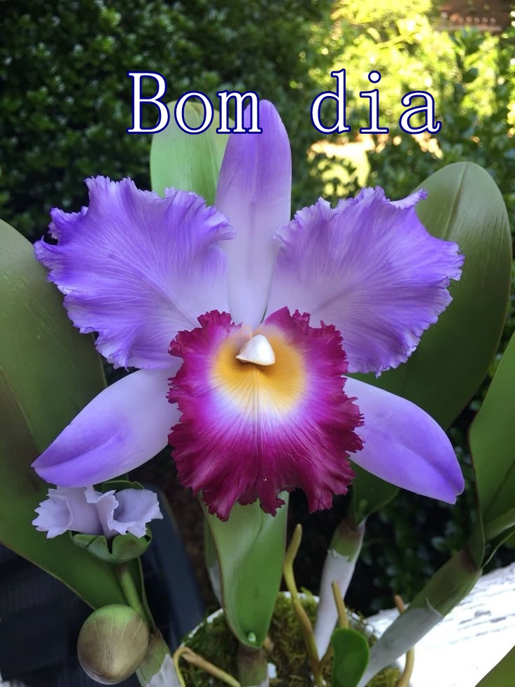 Bom dia com Orquídeas