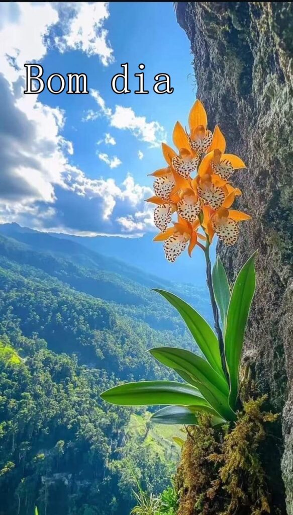 Bom dia com Orquídeas
