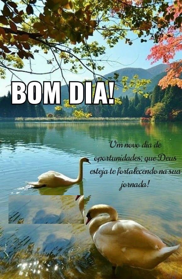 Encantaveis patos na lagoa trazem uma linda palavra de bom dia